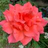 Hawaii rose photo