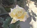 San Diego rose photo