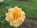Golden Girls rose photo