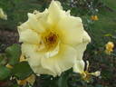 Golden Girls rose photo