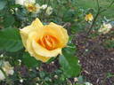 Golden Girls rose photo