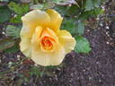 Golden Girls rose photo