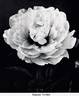 Eugene Verdier peony photo