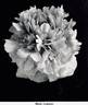 Marie Lemoine peony photo