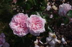 Octavia Hill rose photo