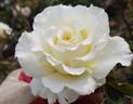 Divine Miss M rose photo