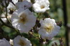 Perennial Blush rose photo