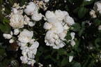 Parky rose photo