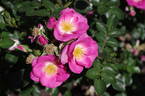 Violet Cloud rose photo
