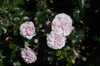 New Beginnings rose photo