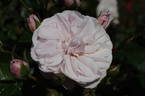 New Beginnings rose photo