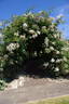 Bennett's Seedling rose photo
