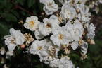 Bennett's Seedling rose photo