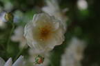 Bennett's Seedling rose photo
