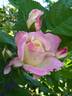Parfum Tropical ® rose photo