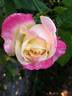 Parfum Tropical ® rose photo