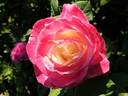 Parfum Tropical ® rose photo