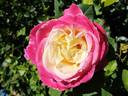 Parfum Tropical ® rose photo