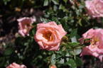DIClittle rose photo