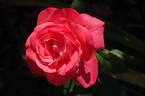 DICqueen rose photo