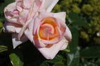 Empress Michiko rose photo