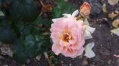 Indian Summer rose photo