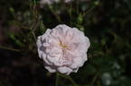 Blenheim rose photo