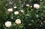 Desert Island rose photo