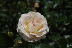 Desert Island rose photo