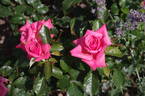 Abbeyfield Rose rose photo