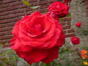 Beloved rose photo