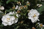 Princesse de Lamballe rose photo