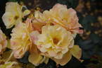 DICpaint rose photo