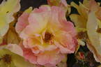 DICpaint rose photo