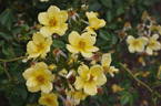 Baby Love rose photo