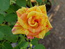 Twist N Shout rose photo