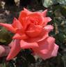 Hawaii rose photo