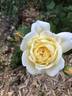 Golden Arctic rose photo