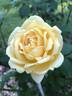 Golden Arctic rose photo