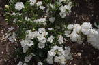 Tear Drop rose photo