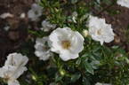 Tear Drop rose photo