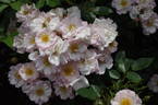 DICvanilla rose photo