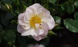 DICvanilla rose photo