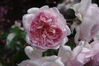 AUSman rose photo