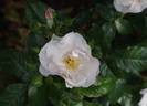 Pearl Drift rose photo