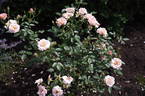 POUlave rose photo