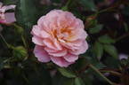POUlave rose photo