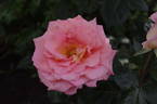 FRYdisco rose photo