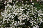 TANigino rose photo