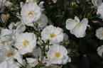 TANigino rose photo